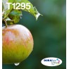 epson-t129-durabrite-ultra-encre-easymail-multipack-1.jpg