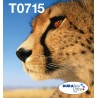 epson-easymail-mp-guepard-durabrite-ultra-cmyk-1.jpg